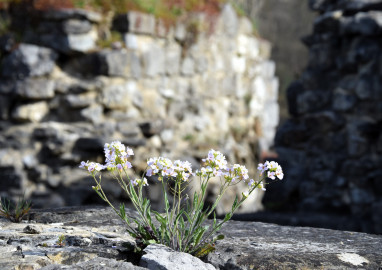 Balade nature: Balade à la découverte des sauvageonnes comestibles